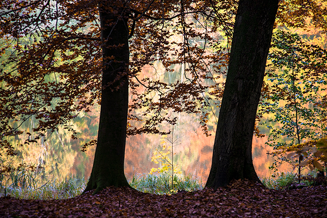 Am Baasee bei Bad Freienwalde | 2015