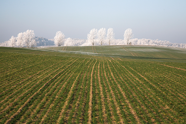 Bei Schulzendorf | 2007